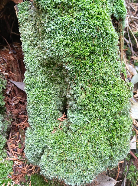 苔の画像