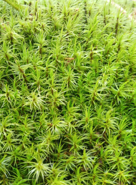 苔の画像