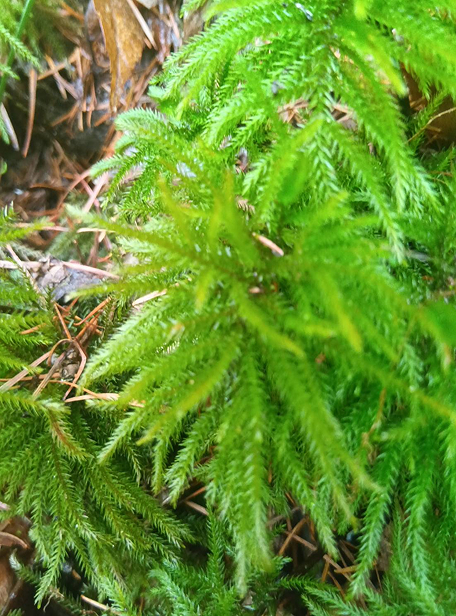 苔の画像