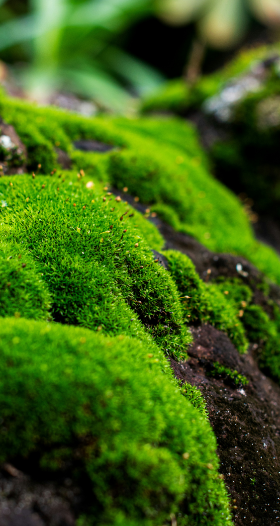 苔の画像