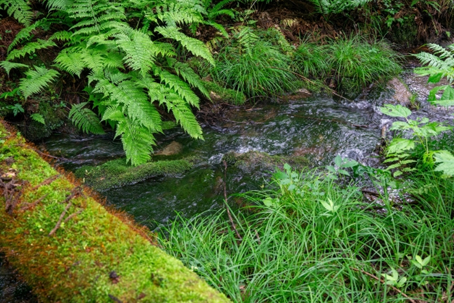 小川の苔の画像