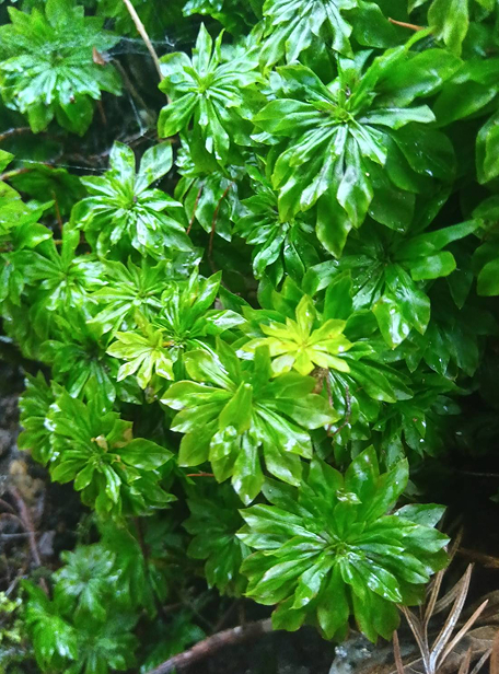 苔の画像