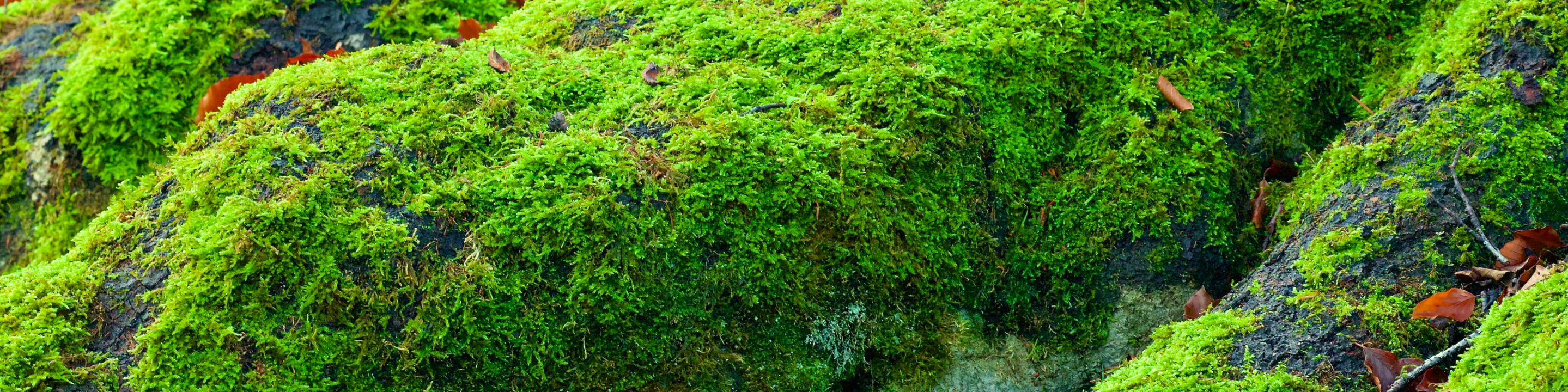 苔の画像