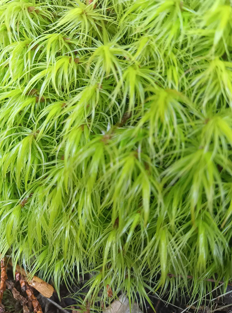 苔の画像