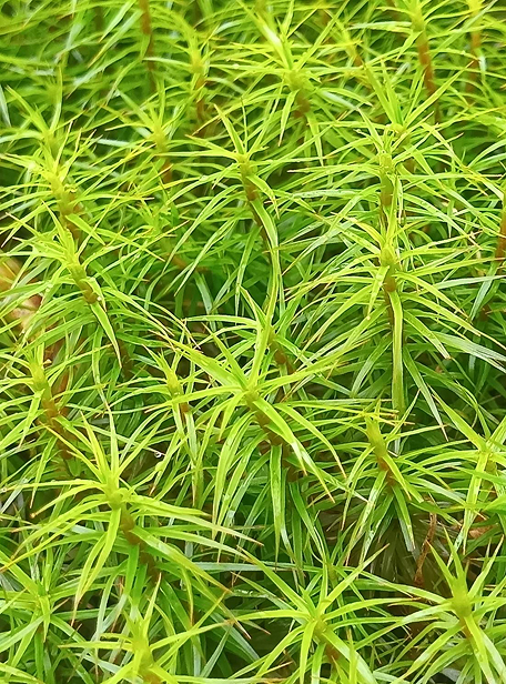 苔の画像
