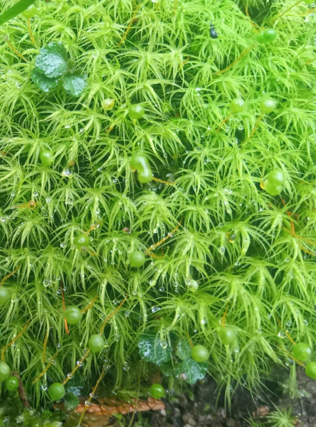 苔の画像
