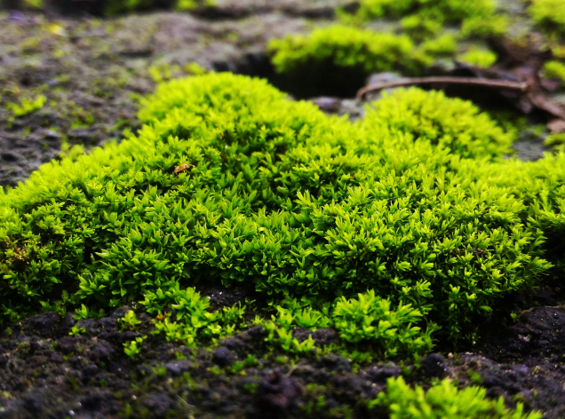 苔の画像